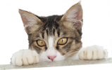 neko06 neko06